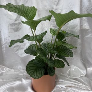 CALATHEA